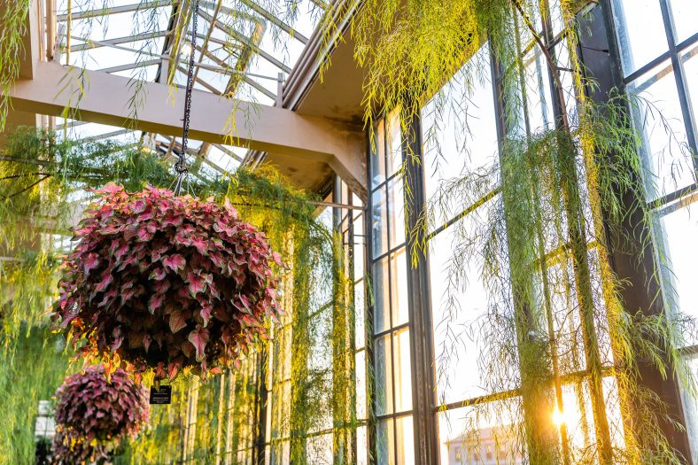 Acacia Passage | Longwood Gardens